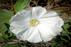 Operculina turpethum